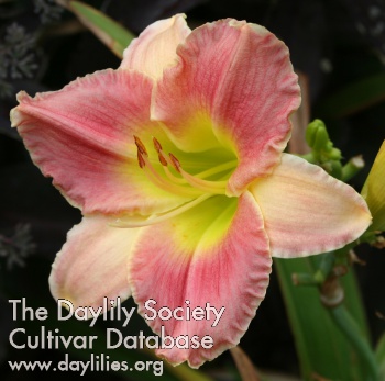 Daylily Final Touch